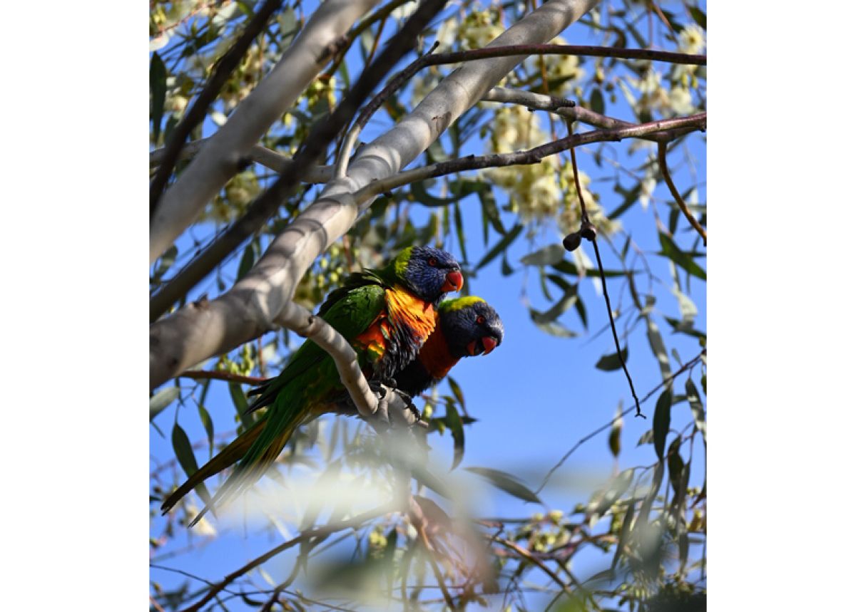 2 rainbow lorikeets nestled amount eucalyptus branches.