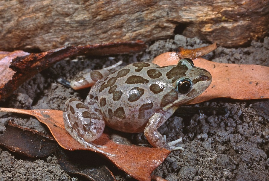 Spotted Marsh Frog