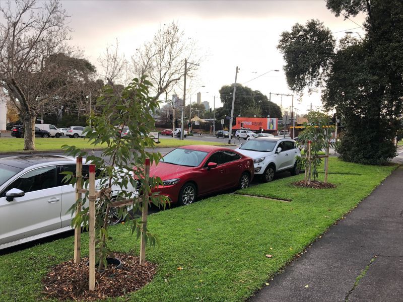 New nature strip trees for Kerferd Road