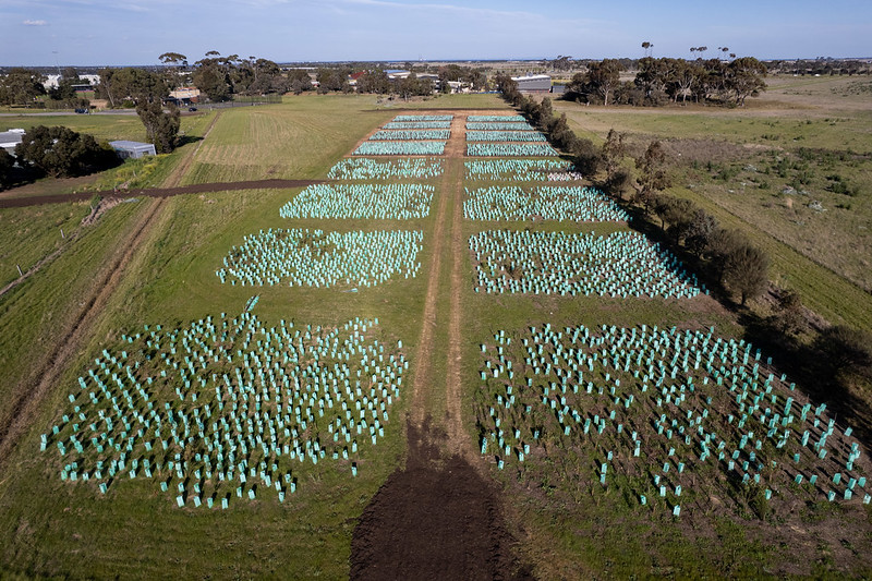 Drone shot looking over plots of planted trees in a green field