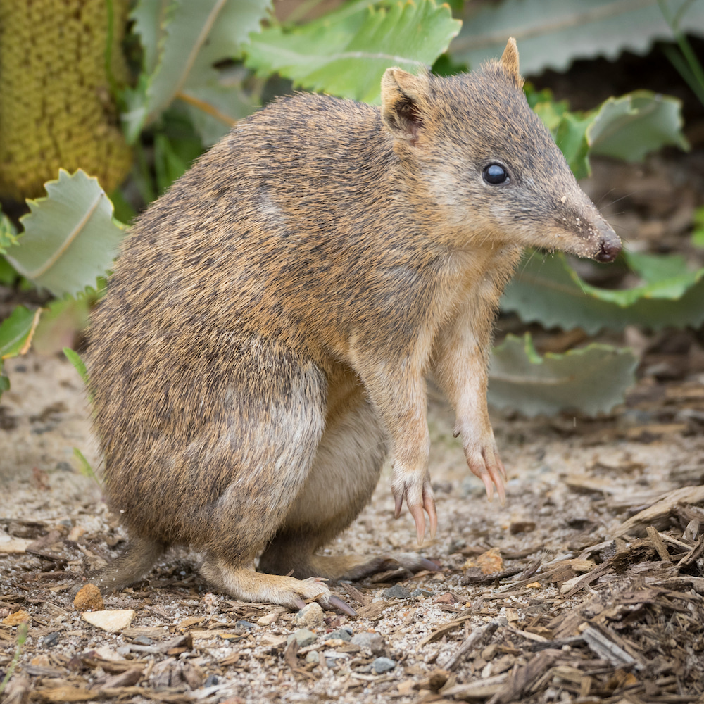 Southern brown bandicoot standing on dirt and surrounded by green succulent plants. The animal has brown and gray fur, large dark eyes, and small rounded ears, highlighting its natural habitat and physical features