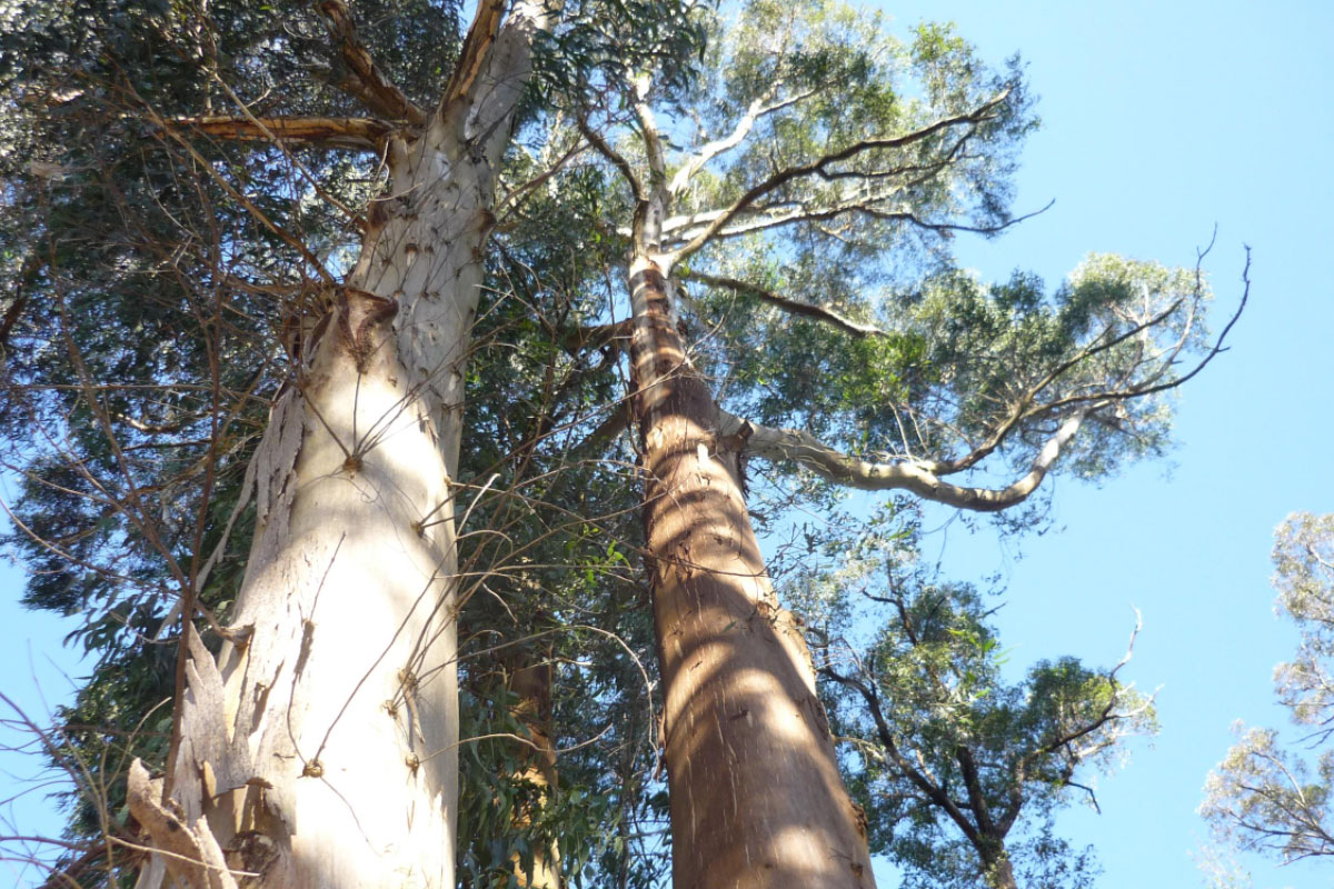 Looking up at two mountain ash trees.