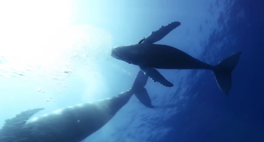 Two whales in blue water