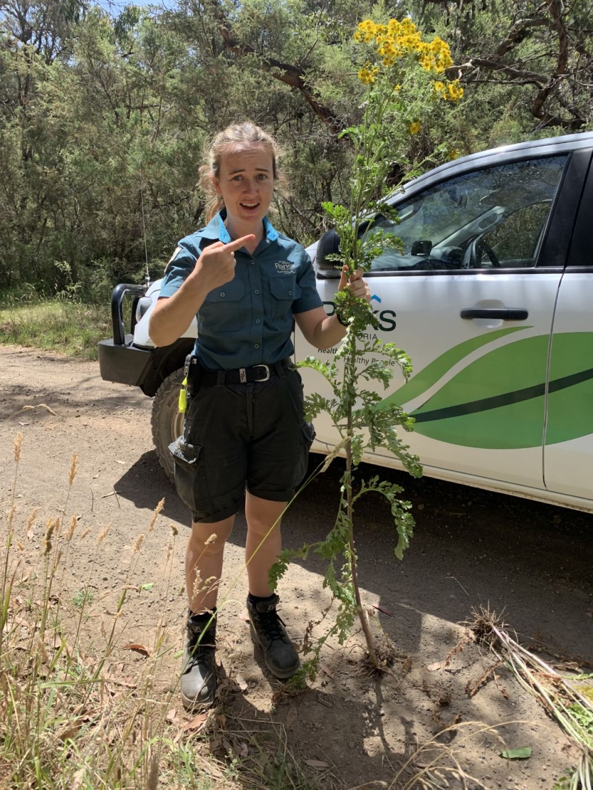 An image of a person holding up a weed wearing a Parks Victoria ranger uniform.
