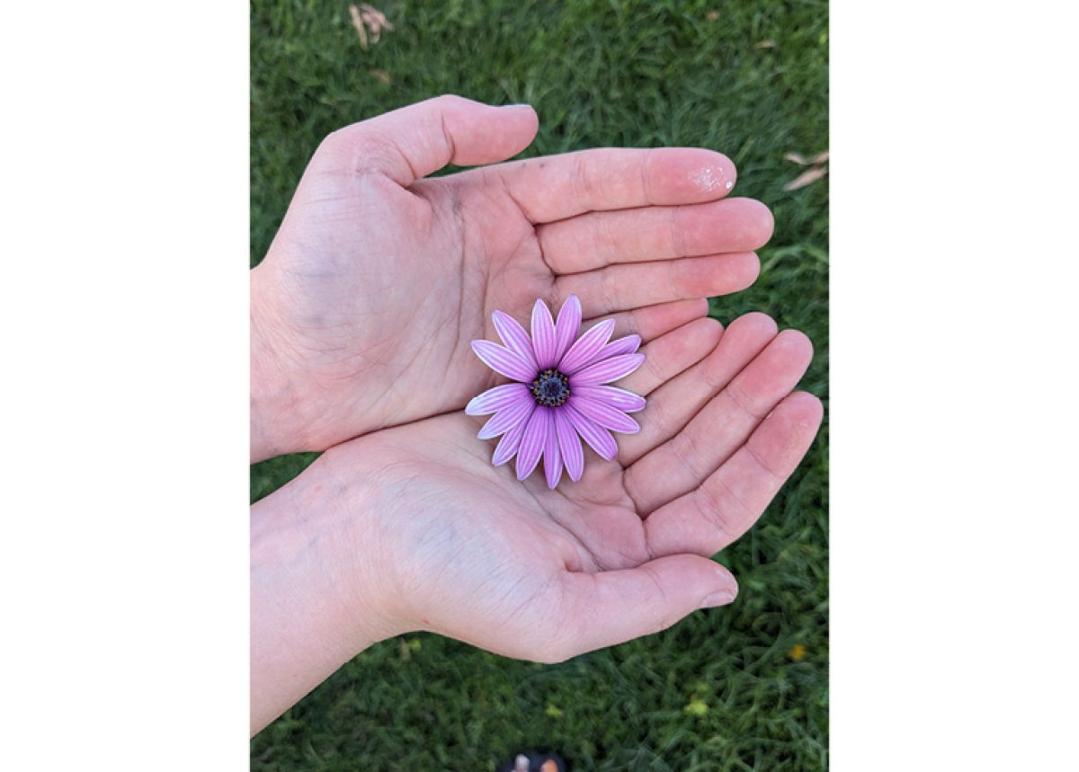 Cupped hands holding purple flower
