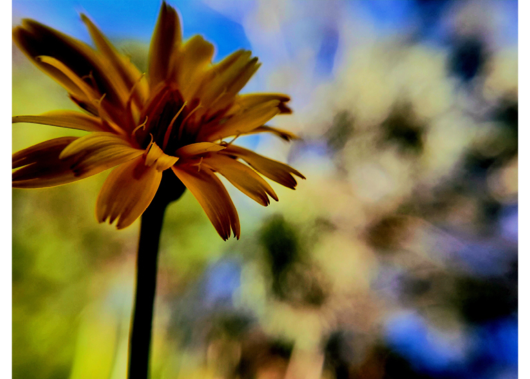 close up image of a dandelion