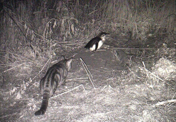 Feral Cats