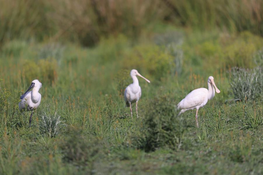 Royal and Yellow-billed Spoonbills, Bunyip Swamp East