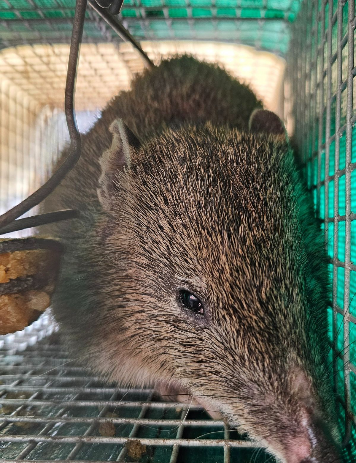 An image of a Southern Brown Bandicoot found in a cage trap during mammal monitoring.