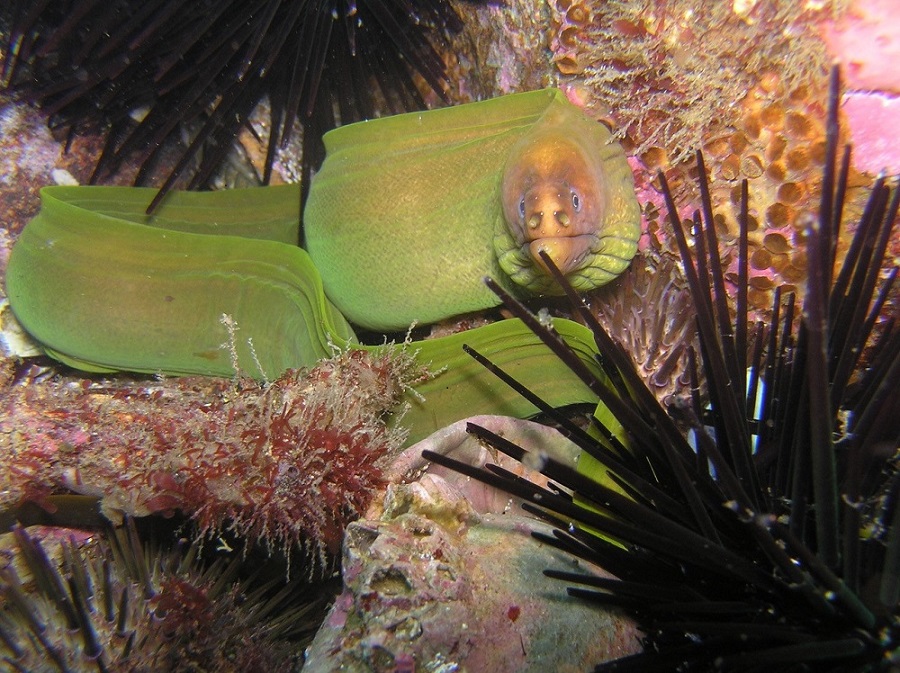 Picture of Green Moray Eel