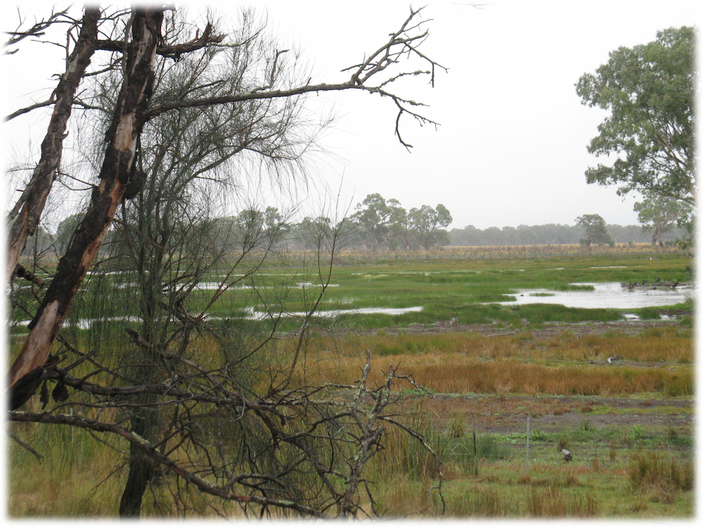 Native environment with water coverage