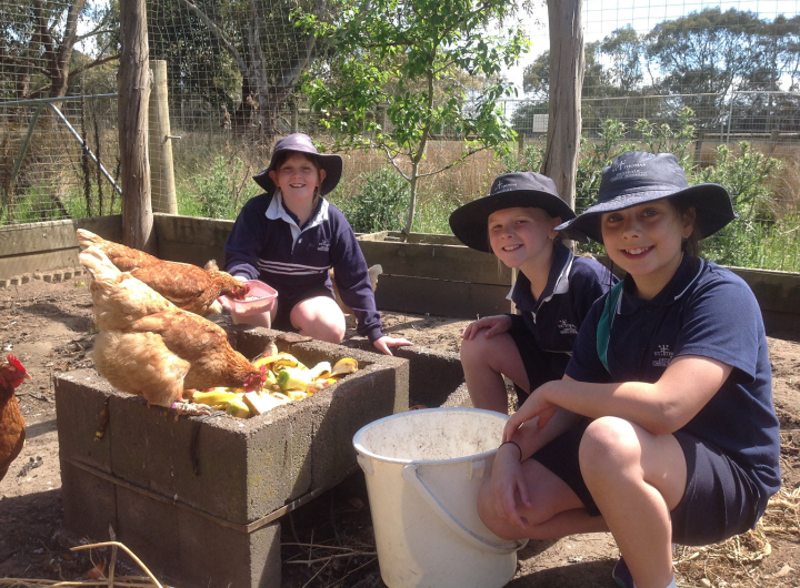 Three St Thomas Primary School students feeding chickens