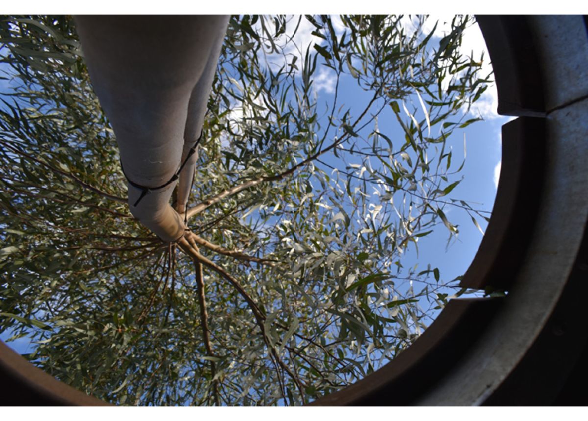 image from the bottom of a tree truck looking up at the sky and leaves