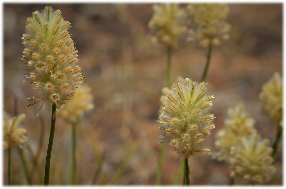 native flowers