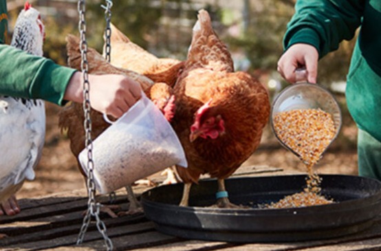 chickens eating feed